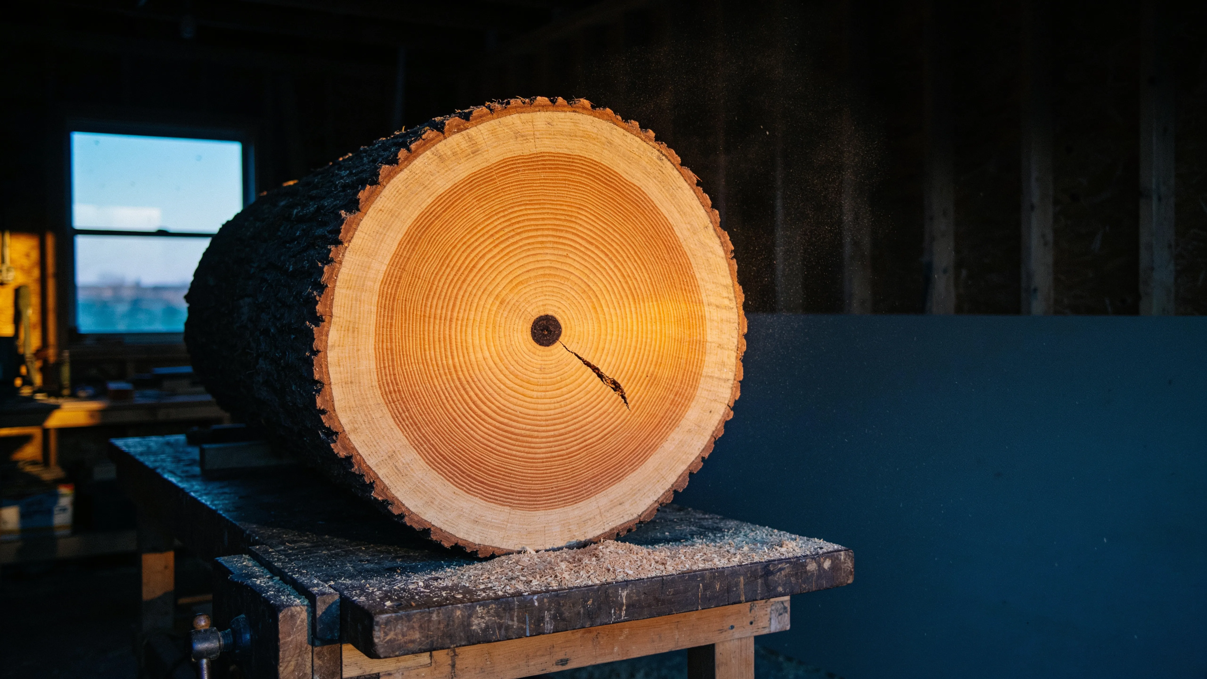 End grain of a walnut block, the growth rings lit by a lamp